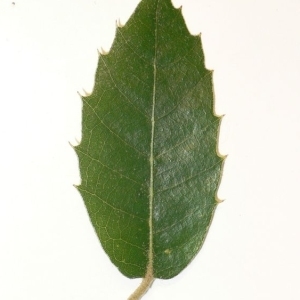 Photographie n°201280 du taxon Quercus ilex L. [1753]