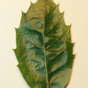 Photographie n°201287 du taxon Quercus ilex L. [1753]