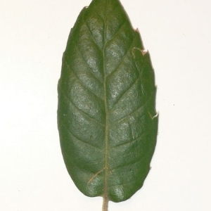 Photographie n°201291 du taxon Quercus ilex L. [1753]