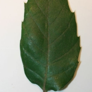 Photographie n°201292 du taxon Quercus ilex L. [1753]