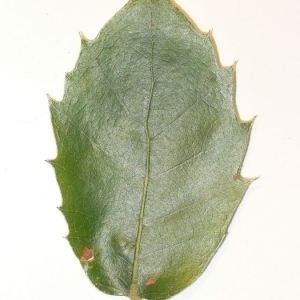 Photographie n°201302 du taxon Quercus ilex L. [1753]