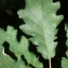  Pierre Bonnet - Quercus pubescens Willd. [1805]