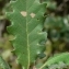  Pierre Bonnet - Quercus pubescens Willd. [1805]