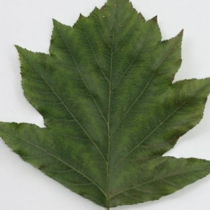 Photographie n°201512 du taxon Sorbus torminalis (L.) Crantz [1763]
