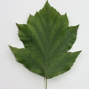 Photographie n°201516 du taxon Sorbus torminalis (L.) Crantz [1763]