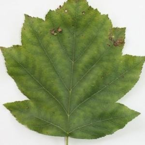 Photographie n°201525 du taxon Sorbus torminalis (L.) Crantz [1763]