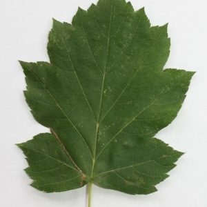 Photographie n°201528 du taxon Sorbus torminalis (L.) Crantz [1763]