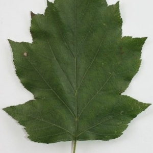 Photographie n°201533 du taxon Sorbus torminalis (L.) Crantz [1763]