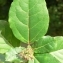  Pierre Bonnet - Viburnum tinus L. [1753]