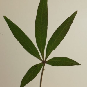 Photographie n°201616 du taxon Vitex agnus-castus L. [1753]