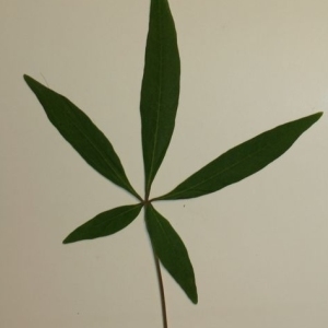 Photographie n°201620 du taxon Vitex agnus-castus L. [1753]