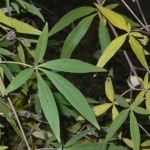 Photographie n°201632 du taxon Vitex agnus-castus L. [1753]