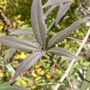 Photographie n°201635 du taxon Vitex agnus-castus L. [1753]