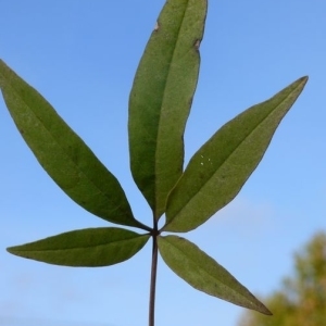 Photographie n°201644 du taxon Vitex agnus-castus L. [1753]
