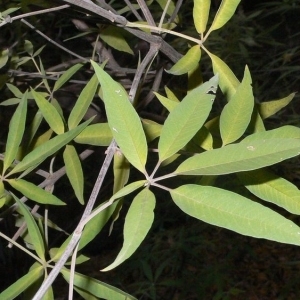 Photographie n°201651 du taxon Vitex agnus-castus L. [1753]