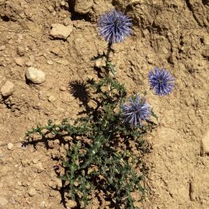 Photographie n°201659 du taxon Echinops ritro L. [1753]