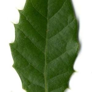 Photographie n°201695 du taxon Quercus ilex L. [1753]