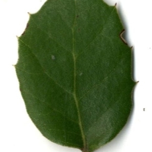 Photographie n°201700 du taxon Quercus ilex L. [1753]