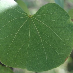 Photographie n°201704 du taxon Cercis siliquastrum L. [1753]