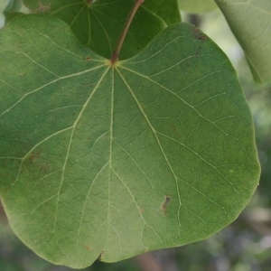 Photographie n°201707 du taxon Cercis siliquastrum L. [1753]