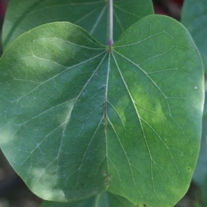 Photographie n°201708 du taxon Cercis siliquastrum L. [1753]