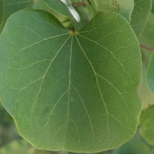 Photographie n°201715 du taxon Cercis siliquastrum L. [1753]