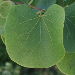 Photographie n°201716 du taxon Cercis siliquastrum L. [1753]