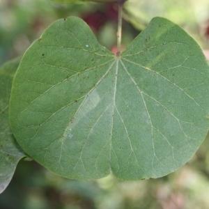 Photographie n°201717 du taxon Cercis siliquastrum L. [1753]