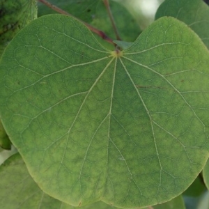 Photographie n°201718 du taxon Cercis siliquastrum L. [1753]