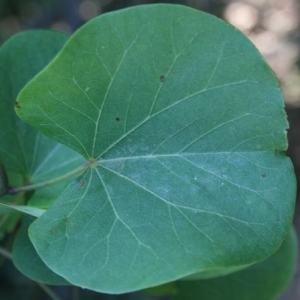 Photographie n°201722 du taxon Cercis siliquastrum L. [1753]