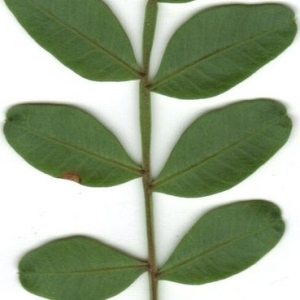 Photographie n°201850 du taxon Pistacia lentiscus L. [1753]