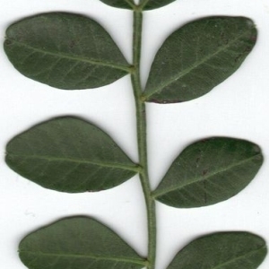 Photographie n°201851 du taxon Pistacia lentiscus L. [1753]