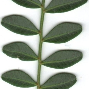 Photographie n°201857 du taxon Pistacia lentiscus L. [1753]
