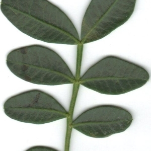 Photographie n°201858 du taxon Pistacia lentiscus L. [1753]