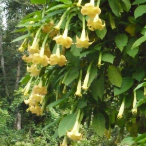 Brugmansia C.H. Persoon