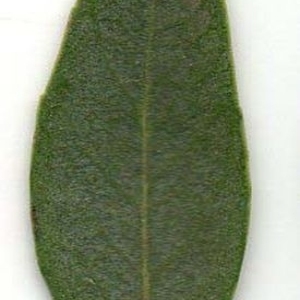 Photographie n°202000 du taxon Phillyrea angustifolia L. [1753]