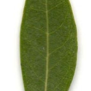 Photographie n°202003 du taxon Phillyrea angustifolia L. [1753]
