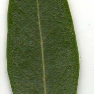 Photographie n°202013 du taxon Phillyrea angustifolia L. [1753]