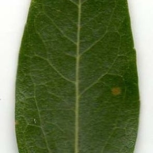 Photographie n°202014 du taxon Phillyrea angustifolia L. [1753]