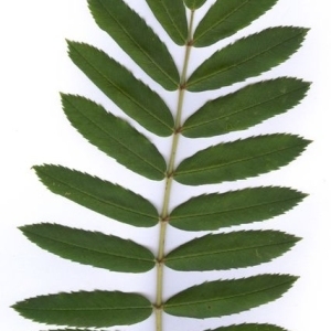 Photographie n°202059 du taxon Sorbus domestica L. [1753]
