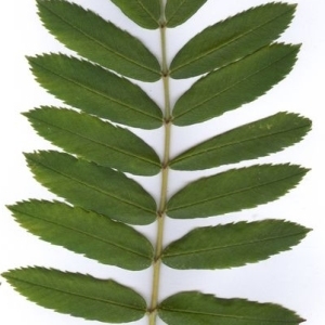 Photographie n°202061 du taxon Sorbus domestica L. [1753]