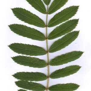 Photographie n°202062 du taxon Sorbus domestica L. [1753]