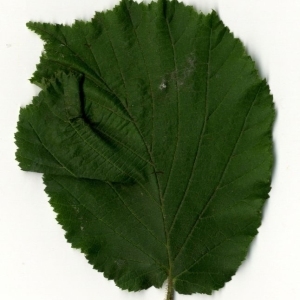 Photographie n°202080 du taxon Corylus avellana L.