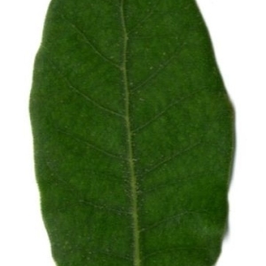 Photographie n°202201 du taxon Quercus ilex L. [1753]