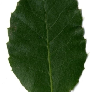 Photographie n°202202 du taxon Quercus ilex L. [1753]