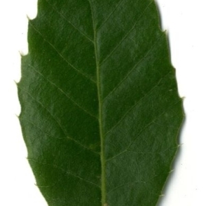 Photographie n°202209 du taxon Quercus ilex L. [1753]