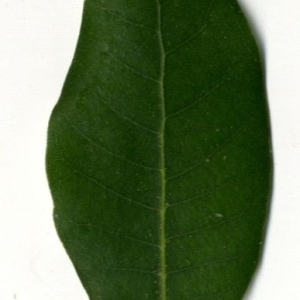 Photographie n°202211 du taxon Quercus ilex L. [1753]