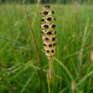  - Equisetum palustre L. [1753]