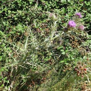 Photographie n°202255 du taxon Cirsium eriophorum subsp. eriophorum