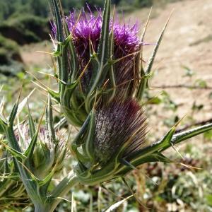 Photographie n°202256 du taxon Cirsium eriophorum subsp. eriophorum